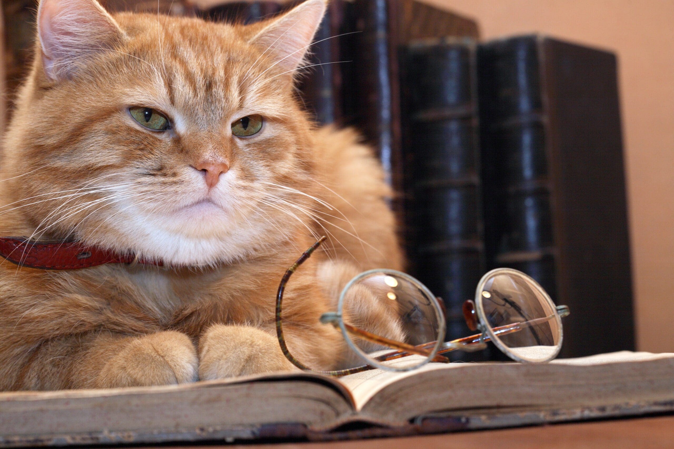 cat scholar