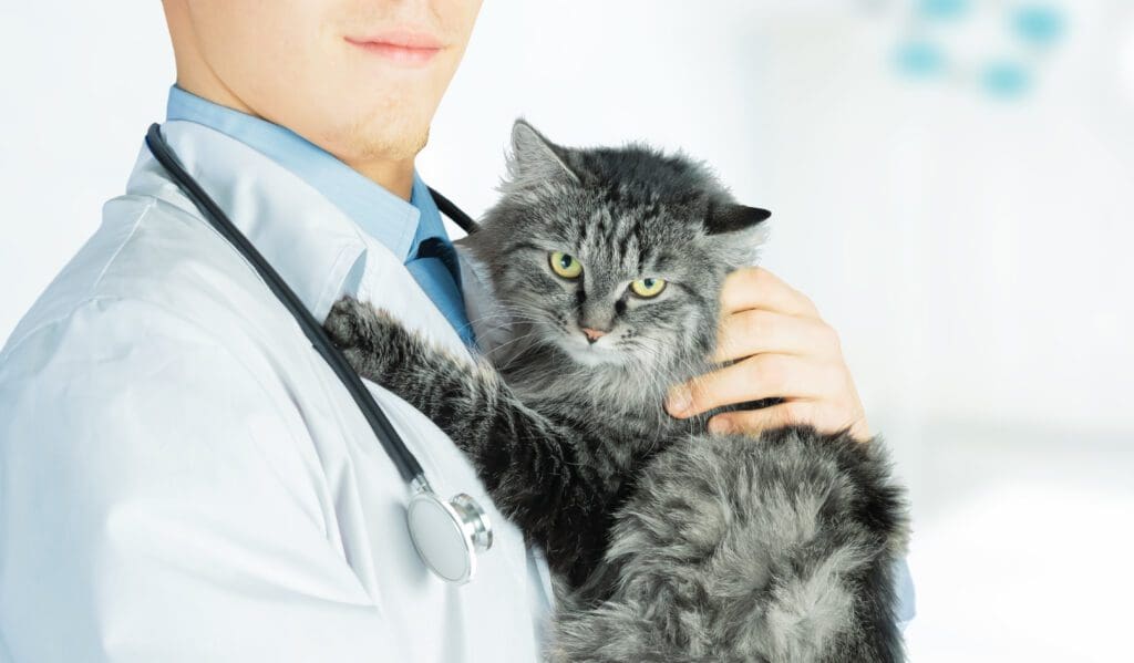 vet holding cat