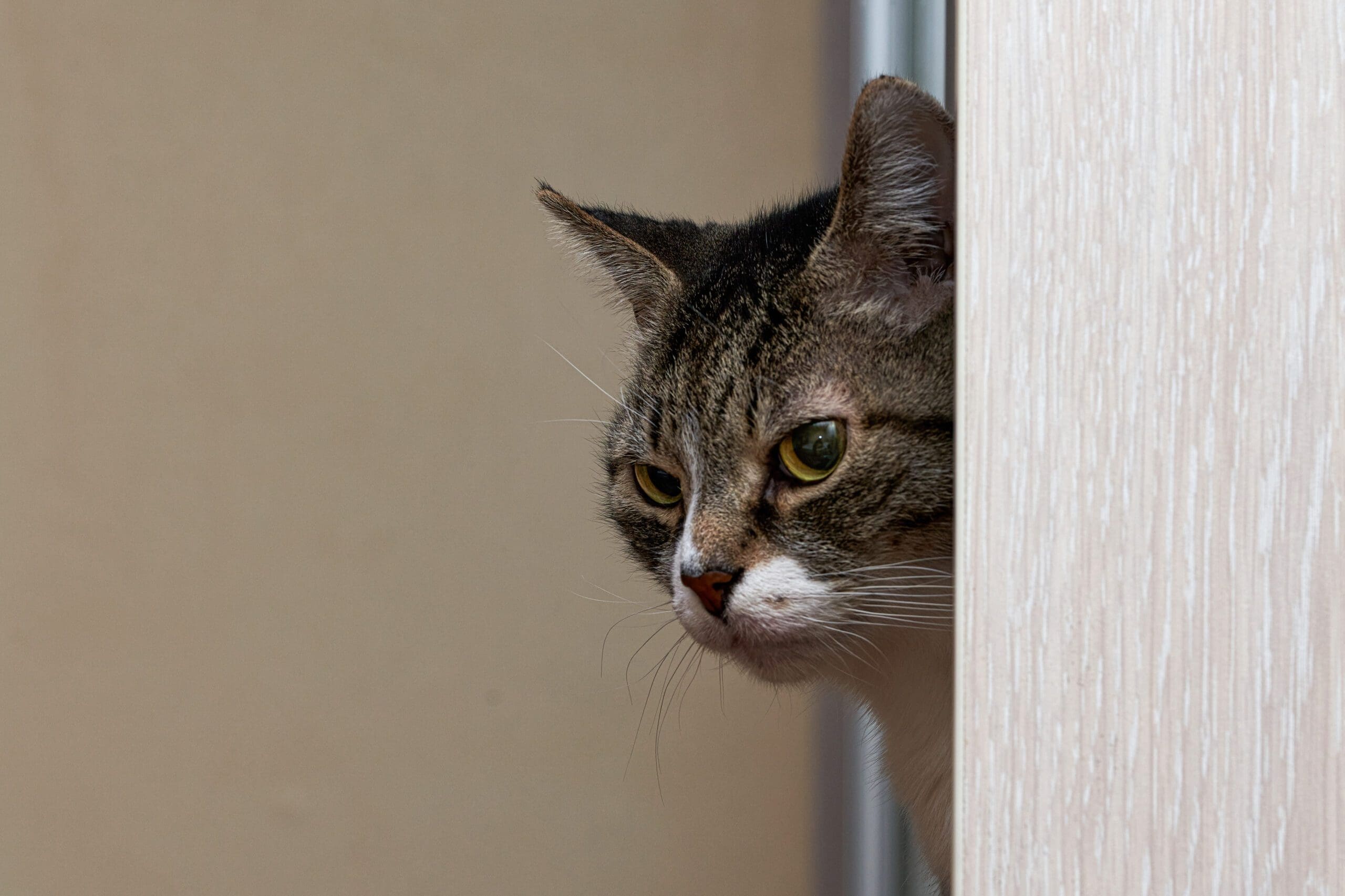 cat watching from bathroom door