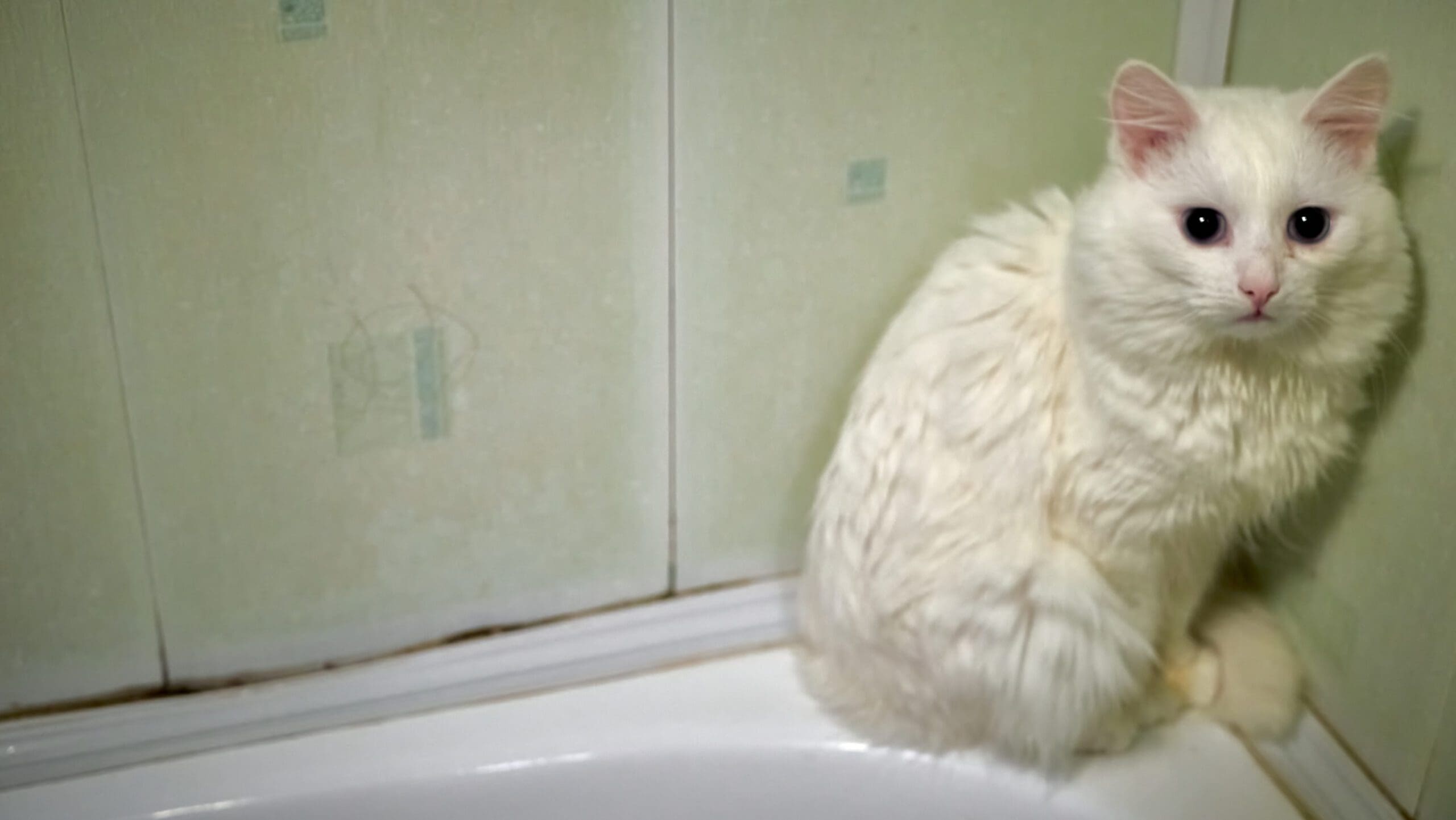 cat trapped in bathroom