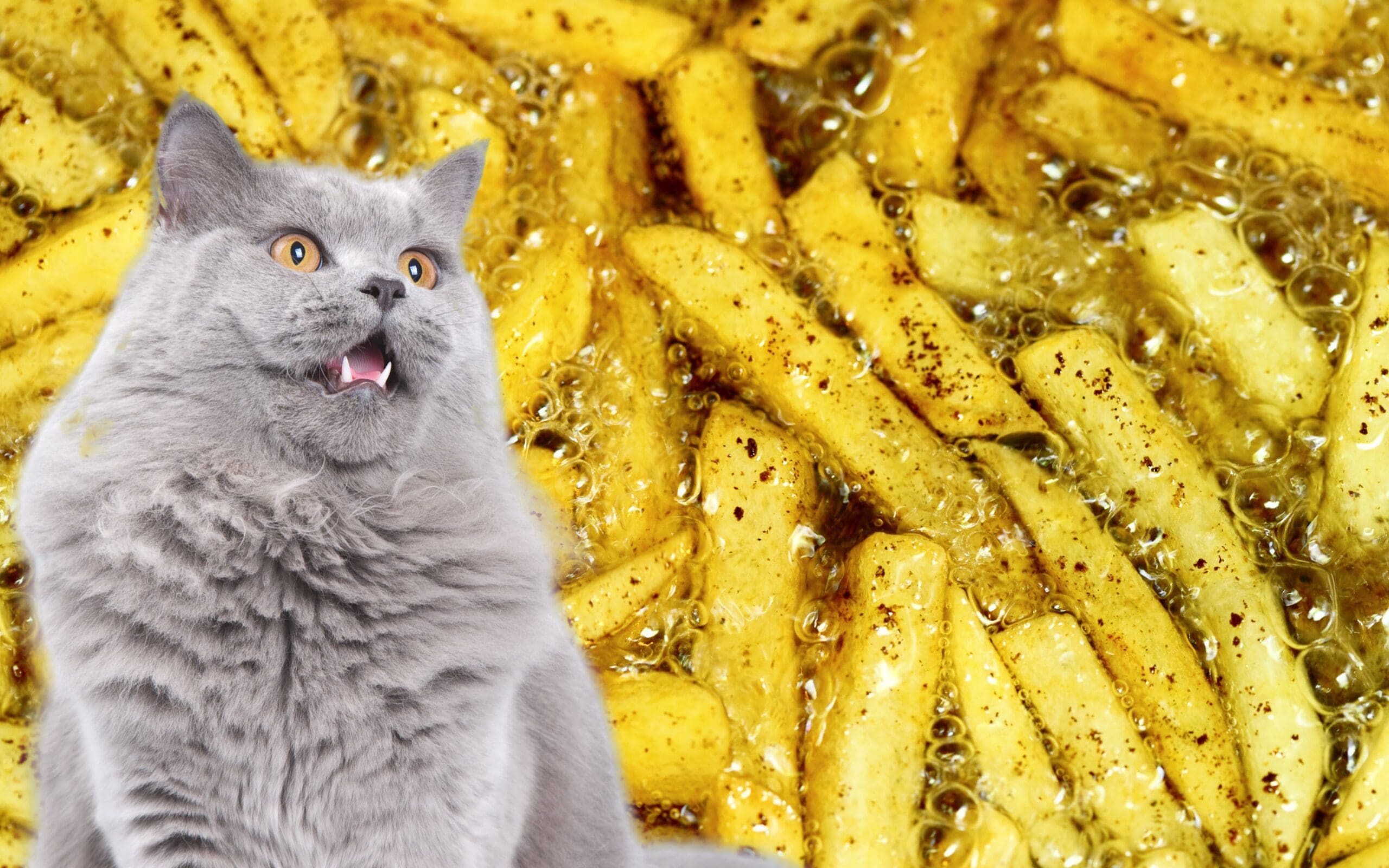 cat fries