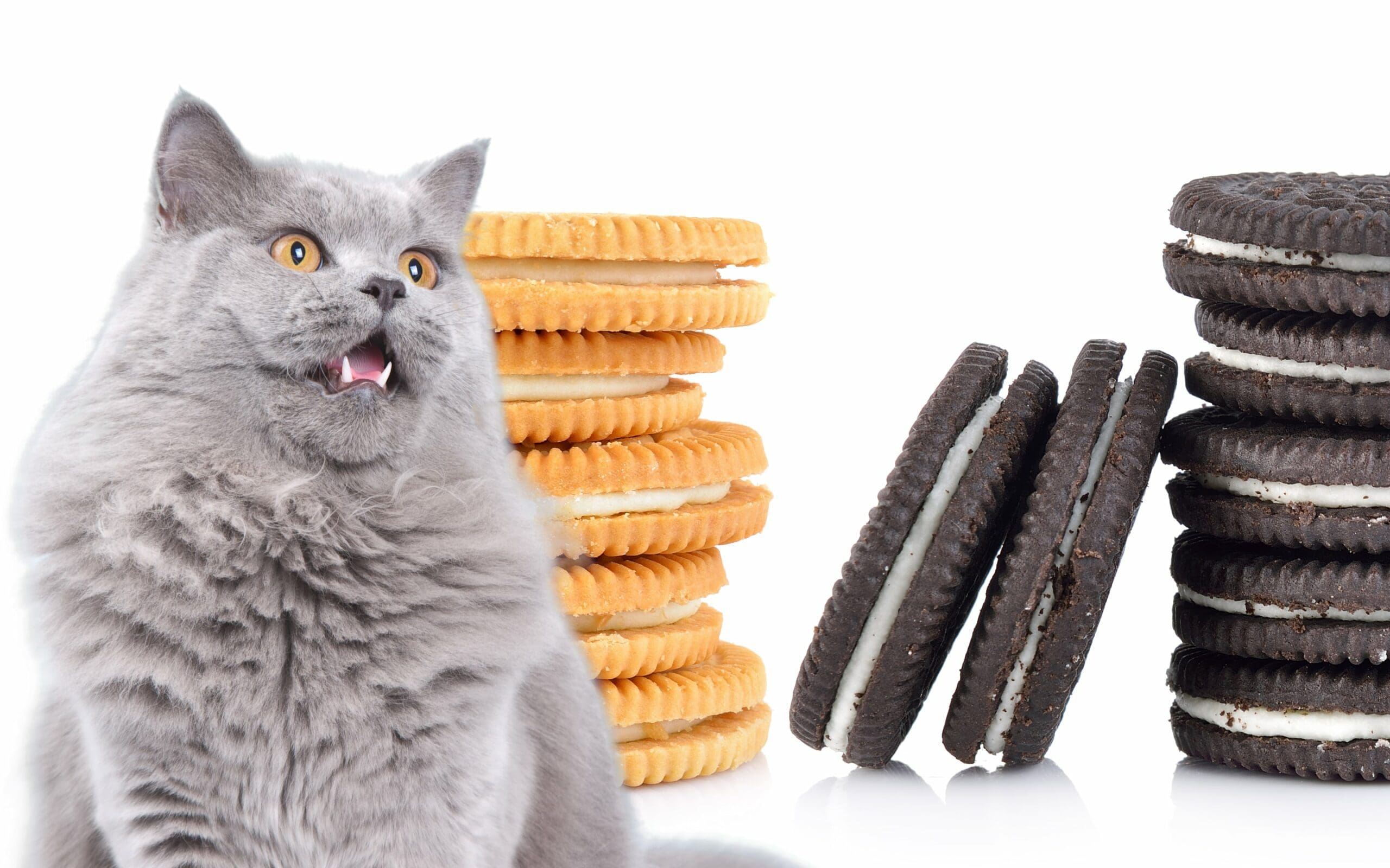 cat and oreo cookies